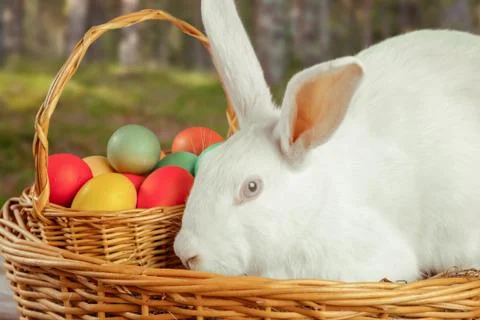 Cute white Ester rabbit Stock Photos