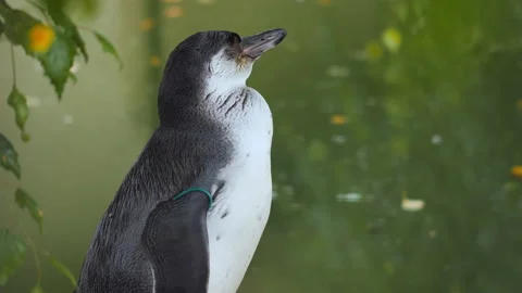 Cute white-flippered penguin. Eudyptula minor albosignata 스톡 동영상 142771312