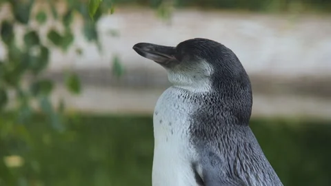 Cute white-flippered penguin. Eudyptula minor albosignata 스톡 동영상 142771591