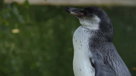 Cute white-flippered penguin. Eudyptula minor albosignata 스톡 동영상 142771861