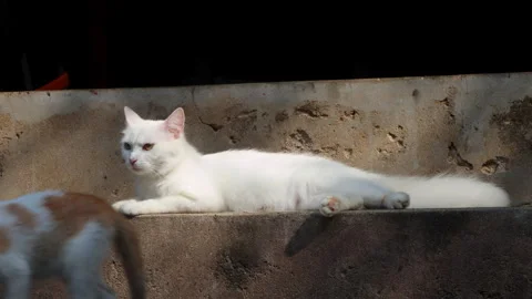 Cute White Fluffy Cat Relaxing and Looking Around Outdoors Video stock 334643781