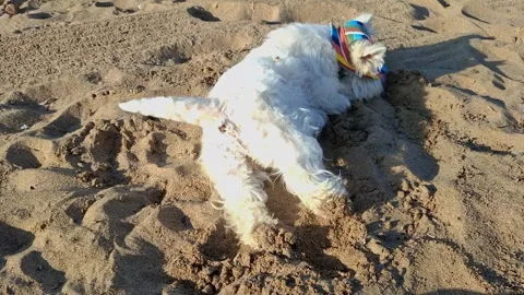 A cute white fluffy West Terrier dog in a bright hat is playing on the beach Stock Footage 335137843