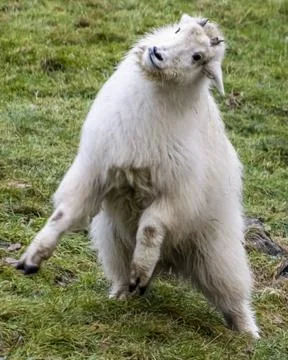 Cute white furred Rocky mountain goat playing Stock Photos