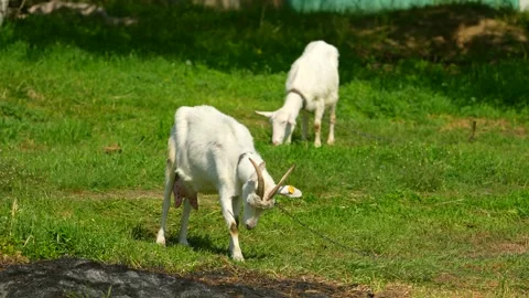 A cute white goat with bows on its horns and chews the grass. Farm. Stock Footage 270720243