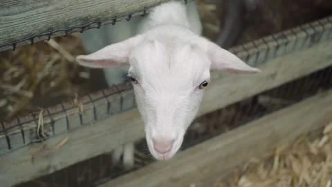 Cute white goat looking for food and attention at petting zoo Stock Footage