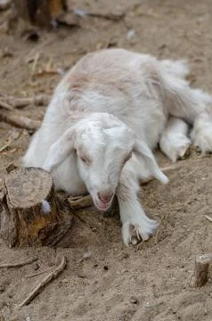 Cute white goatling Stock Photos