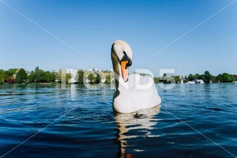 Cute white grace swan anteverted head on the Alster lake on a sunny day in Stock Photos
