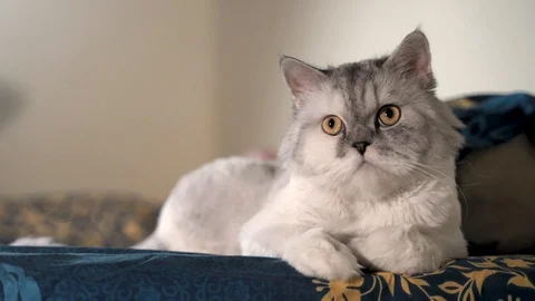 A cute white-grey Persian cat is rolling her yellow eyes at night, head shot Stock Footage 127440996