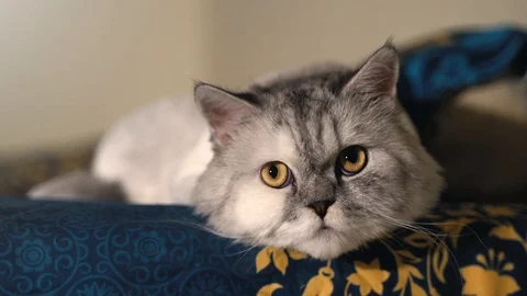A cute white-grey Persian cat is rolling her yellow eyes at night, head shot Stock Footage 127441004