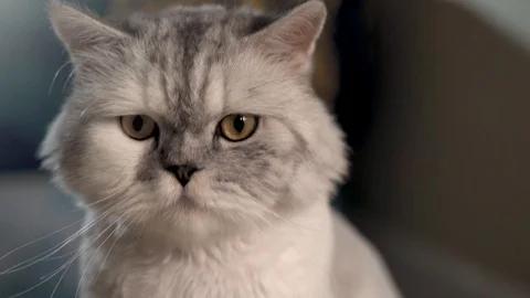 A cute white-grey Persian cat is rolling her yellow eyes at night, head shot Stock Footage 127441015