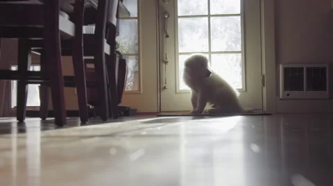 Cute White haired puppy sits and waits by door Stock Footage 64363373