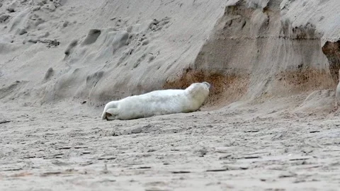 Cute White Harp Seal Pup Resting On Sandy Beach Near Coastal Dunes Stock Footage 336320976