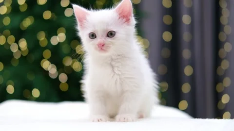 Cute white kitten on Christmas background with bokeh Stock-Footage 294870068