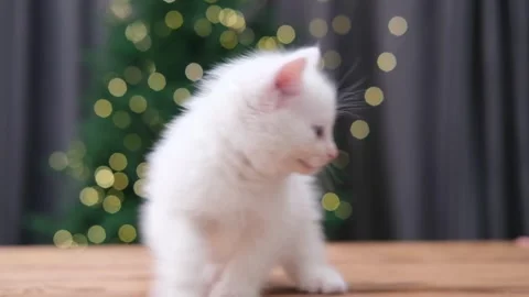 Cute white kitten on Christmas background with bokeh Stock-Footage 294871353