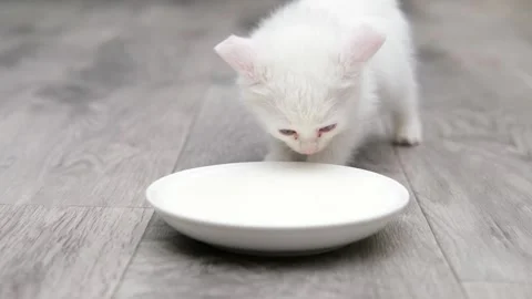 Cute white kitten drinks milk from a saucer Stock-Footage 294870464
