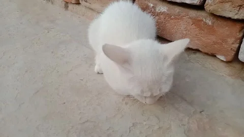 Cute white kitten looking directly into the camera in the morning. Stock-Footage 347563007