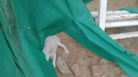 Cute White Kitten Looking Directly at the Camera Video stock 347758676