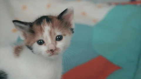 Cute white kitten is meowing, crying and walking on colorful bed. Stock Footage 108249272