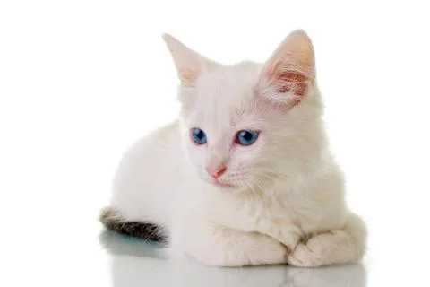 Cute white kitten Stock Photos