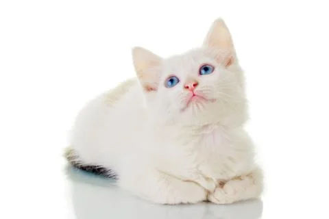 Cute White Kitten Stock-Fotos