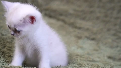 Cute white kitten playing on the bed Stock Footage 87431146