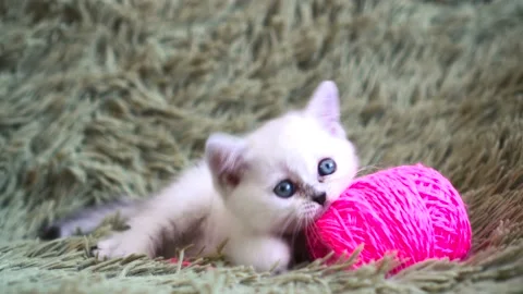 Cute white kitten playing with pink ball of yarn on couch at home Stock Footage 87415963