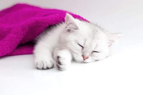 Cute white kitten sleeping in a violet towel on a white background Stock Photos
