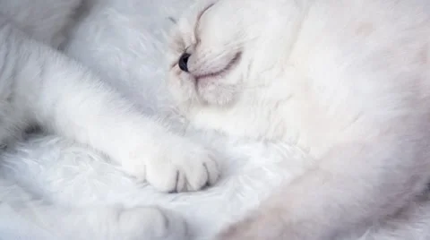 Cute White Kittens Sleeping Slowmo Stock Footage 68825443
