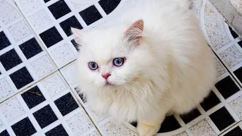 Cute white kitty Stock Footage 99227119