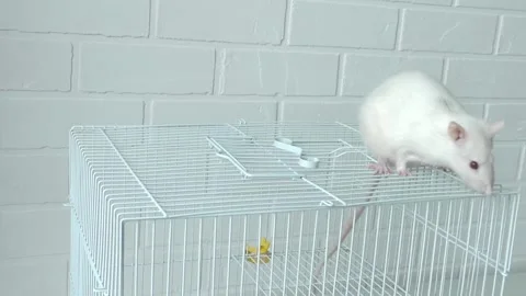 Cute White Lab Rodent Or Rat Tries To Get Out Of Cage, Sniffing Pet, Close Up Stock Footage 274101512