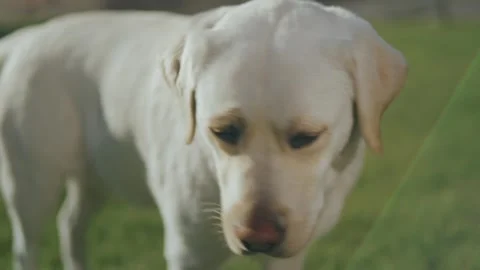Cute white labrador standing on the grass and looking in different directions. Stock Footage 248247570