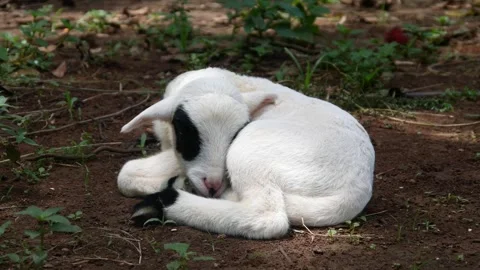 Cute white lamb with black pattern on its head Stock Footage 302401726