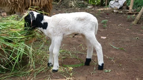 Cute white lamb with black pattern on its head Stock Footage 302401748