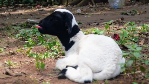 Cute white lamb with black pattern on its head Stock Footage 302401770