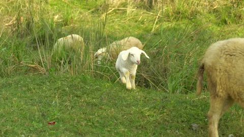Cute White Lamb Standing in Green Pasture with Sheep Flock Video stock 333849390
