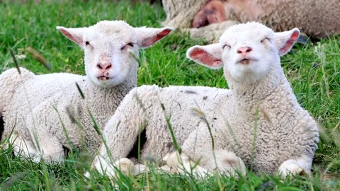 Cute white lambs between grasses Stock Footage 139918168