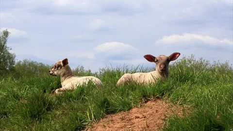 Cute white lambs lying on dike Stock Footage 311262334