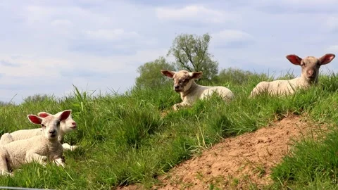 Cute white lambs lying on dike Stock Footage 311262450