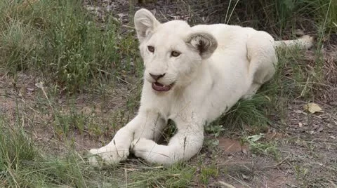 A cute white lion cub looking around Stock Footage 20484132