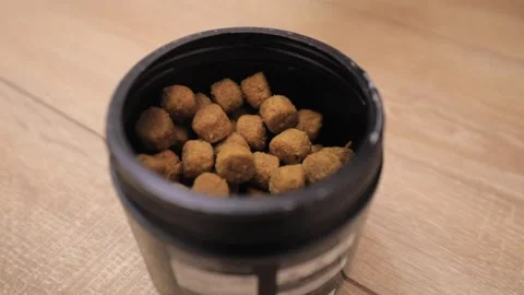 Cute white little dog eats food from bowl Stock-Footage 144465995