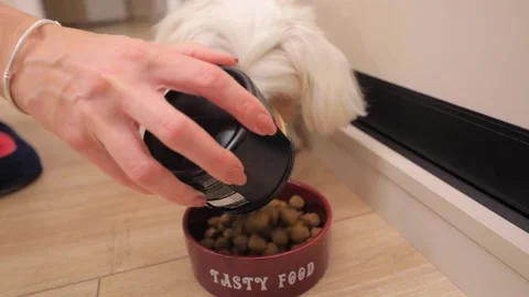 Cute white little dog eats food from bowl Stock-Footage 144466247