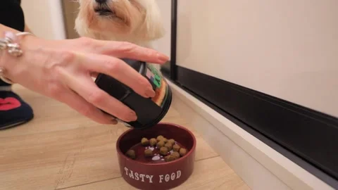 Cute white little dog eats food from bowl Stock-Footage 144466300