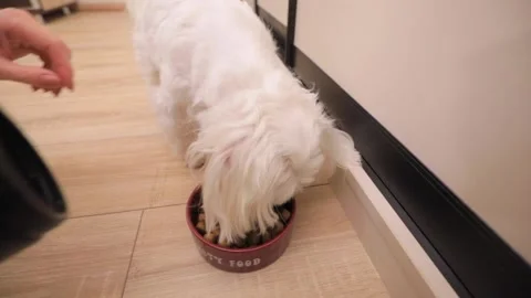 Cute white little dog eats food from bowl Stock-Footage 144466484
