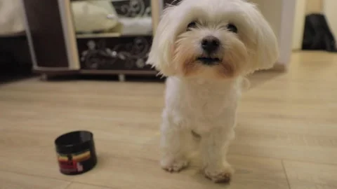 Cute white little dog eats food from bowl Stock-Footage 144466546