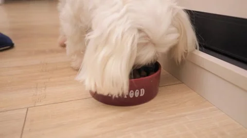 Cute white little dog eats food from bowl Video stock 144466579
