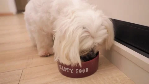 Cute white little dog eats food from bowl 스톡 동영상 144466619
