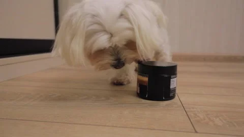 Cute white little dog eats food from bowl Video stock 144466670