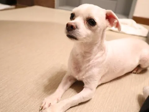 Cute white Maltese lying down Foto stock