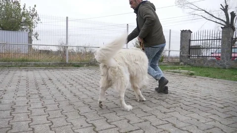 Cute white medium dog running in circle with his professional trainer at trai Stock Footage 84765805