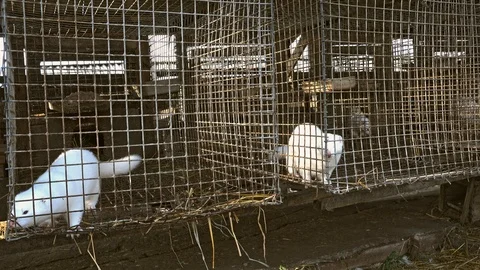 Cute white minks Видео 87946551